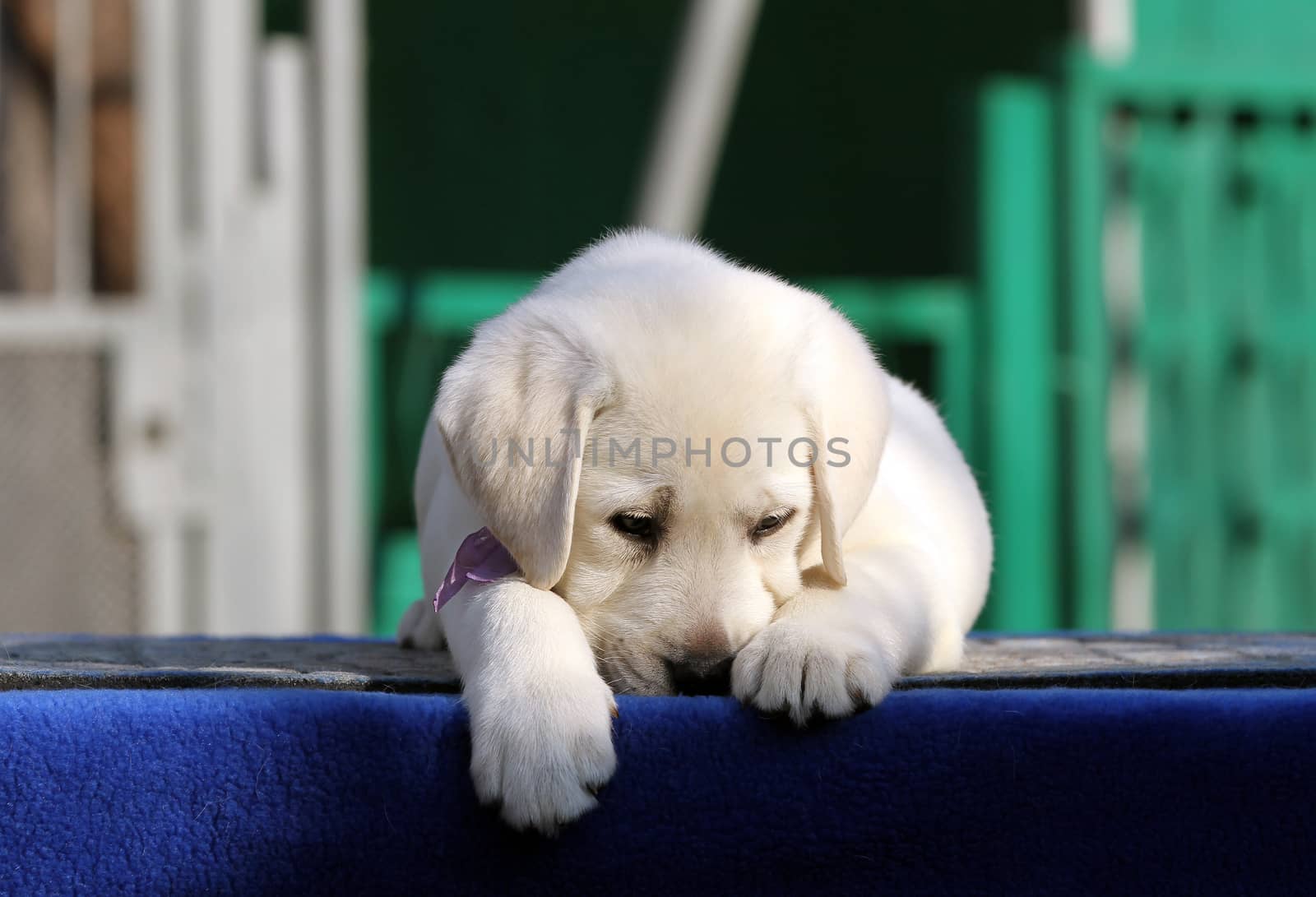 a little labrador puppy on a blue background