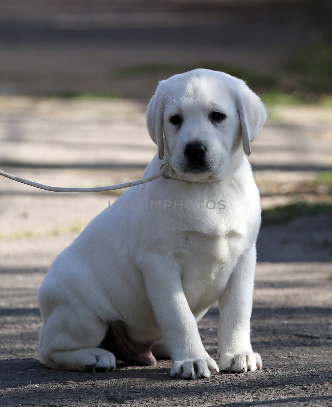 the yellow labrador playing in the park