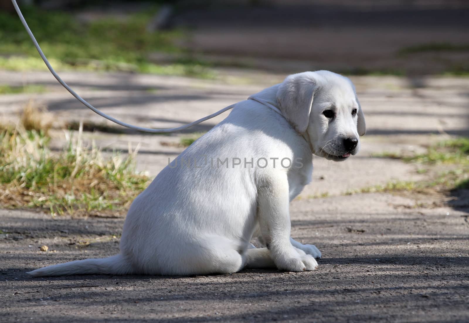 yellow labrador playing in the park