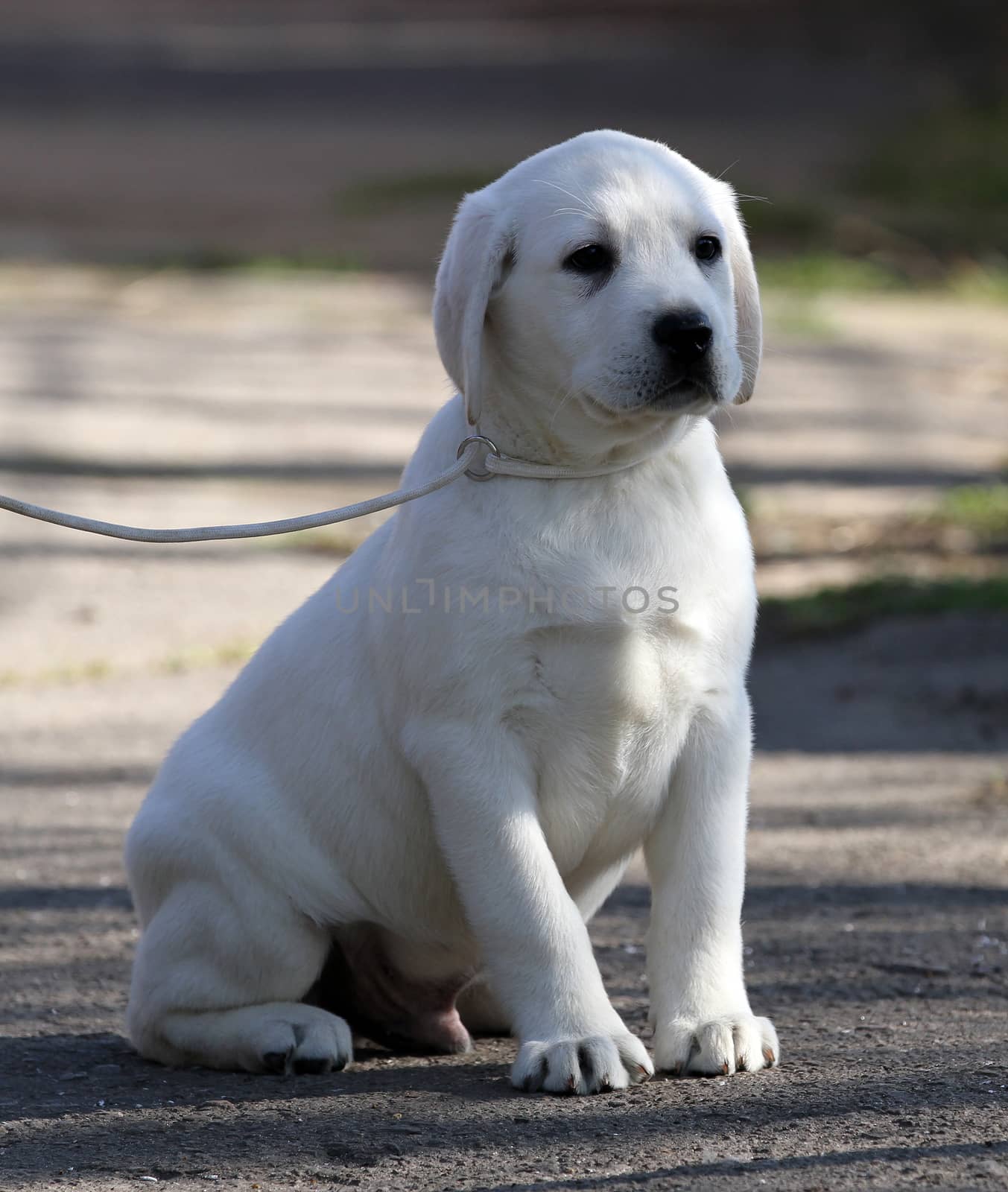 a yellow labrador playing in the park