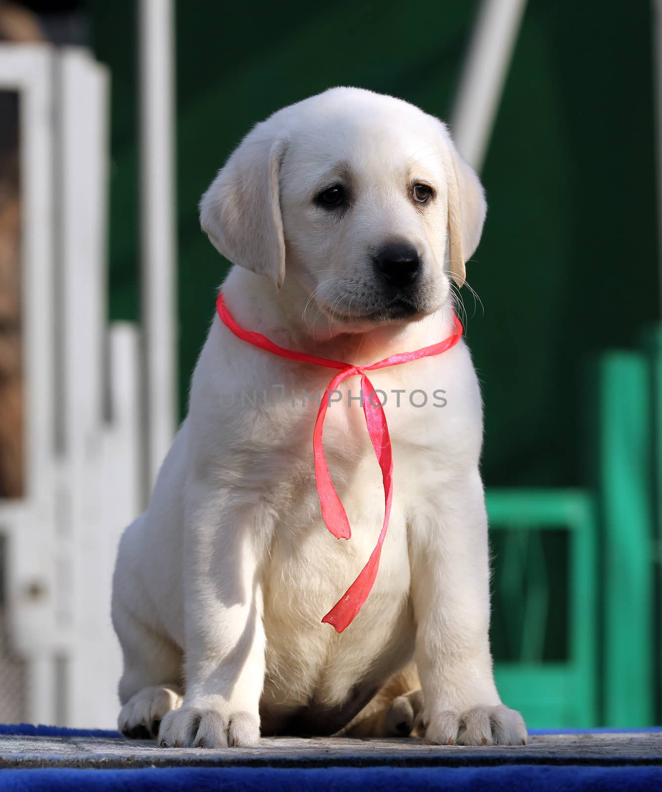 sweet little labrador puppy on a blue background