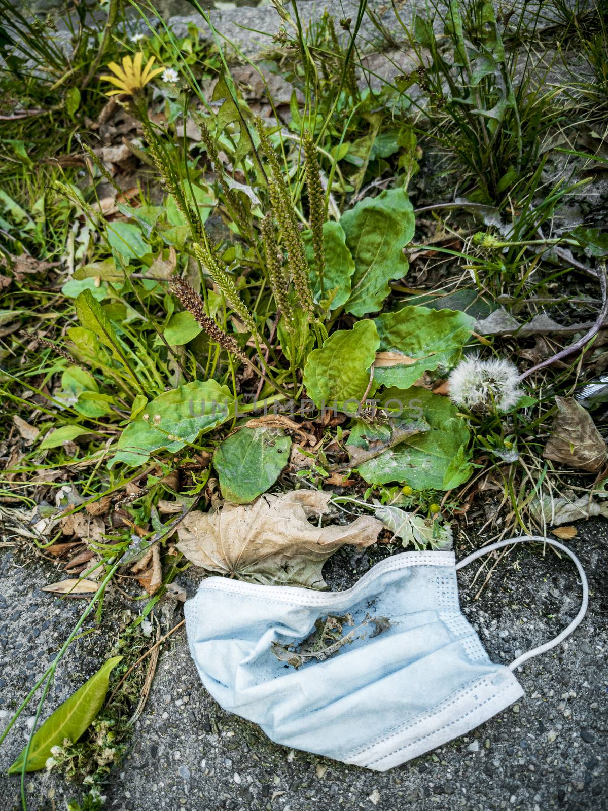 Surgical masks in nature with flower. Corona virus pollution. Leherheide, Bremerhaven.