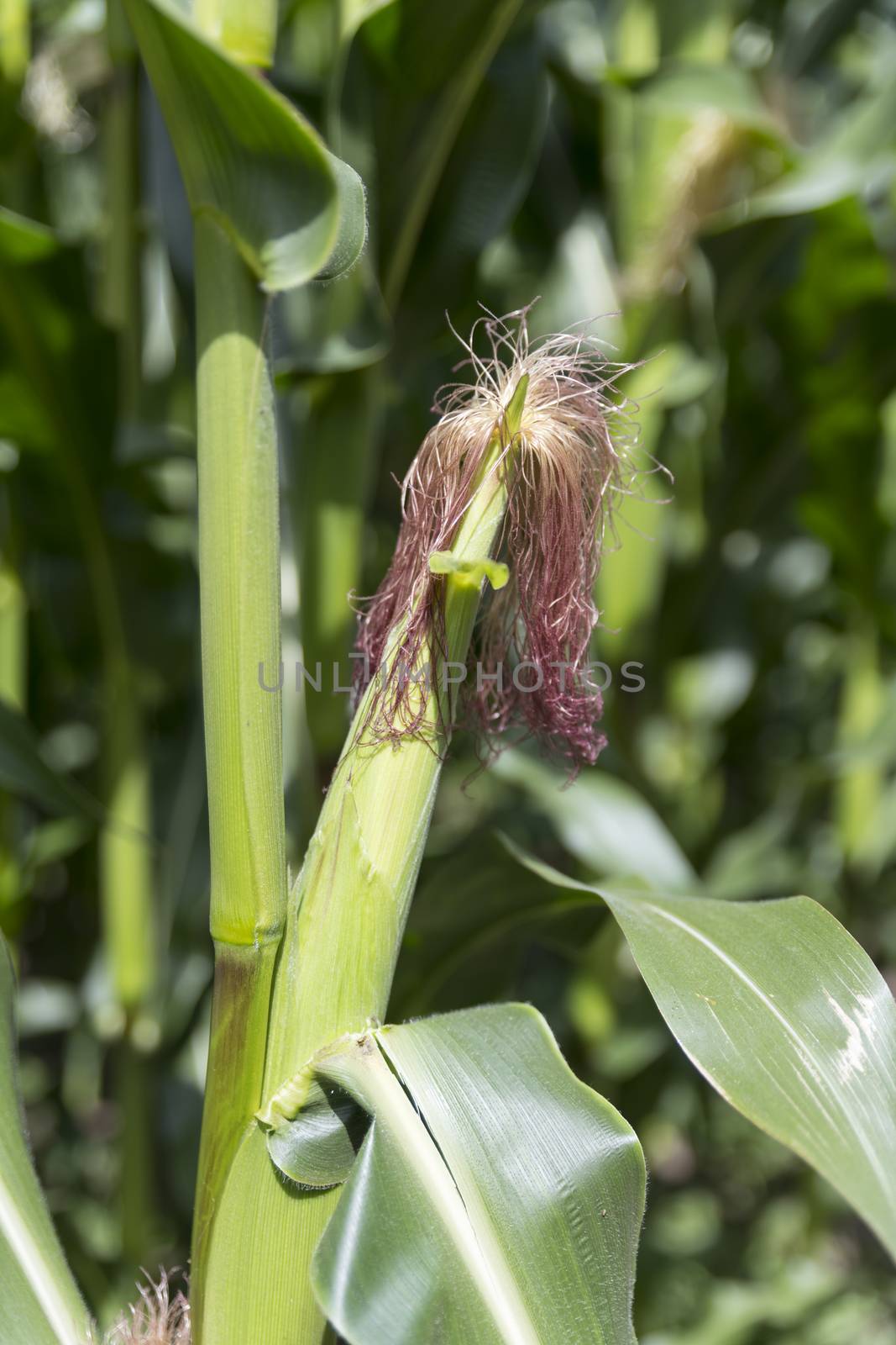 Stalks of corn grow in a field in holland in july