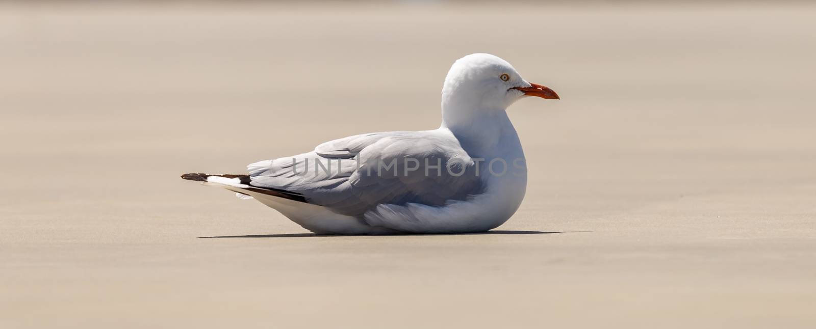 Seagull sitting on concrete. Blurred background by DamantisZ