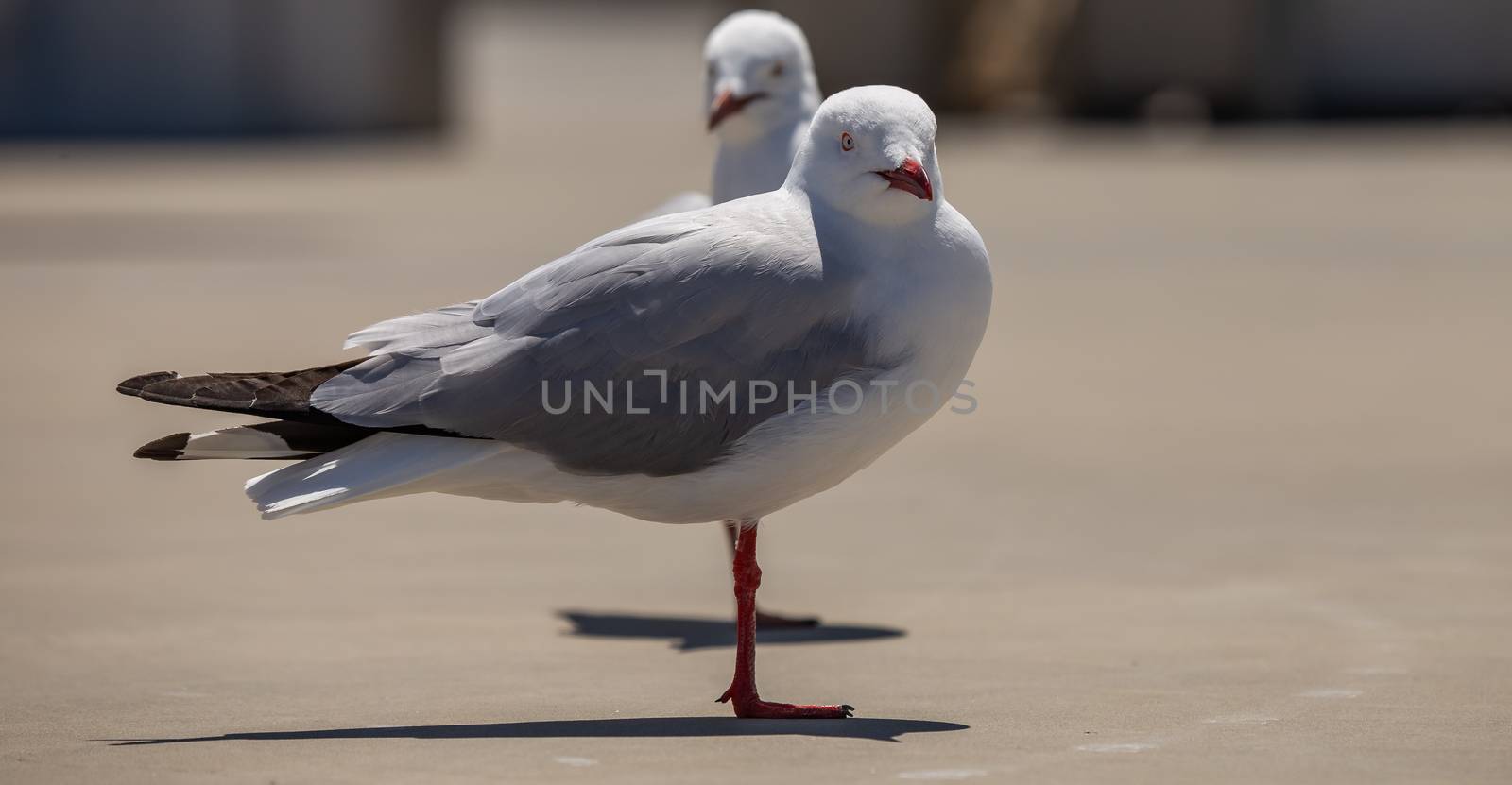 Two seagulls standing on concrete and looking at the camera by DamantisZ