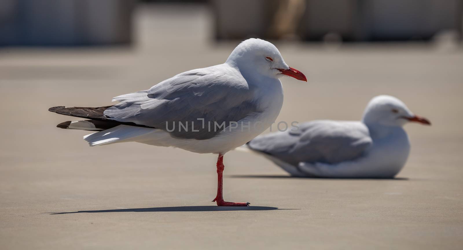 Two sleeping seagulls on concrete. One is standing in the foreground. The second one is in soft focus and is sitting in the background