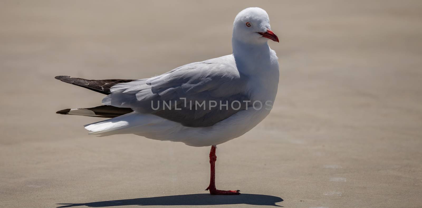 Seagull standing on concrete and looking curiously at the camera. Blurred background