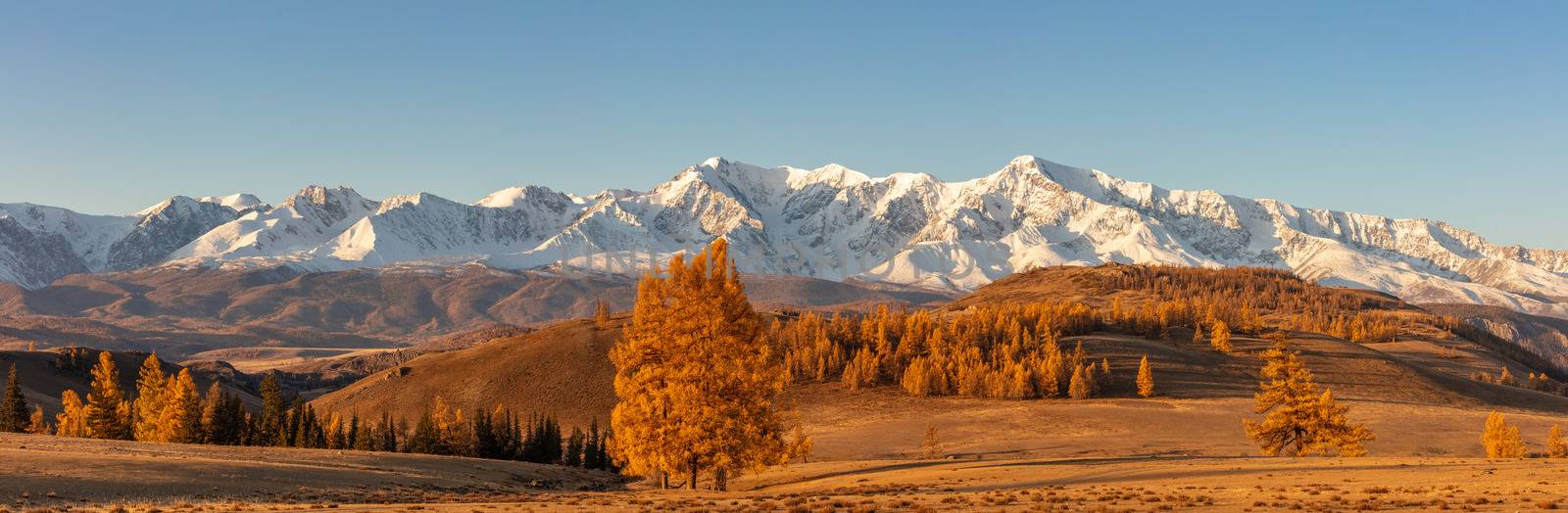 Beautiful panorama with valley full of golden trees in the foreground and white snowy mountains in the background. Sunrise. Golden hour.