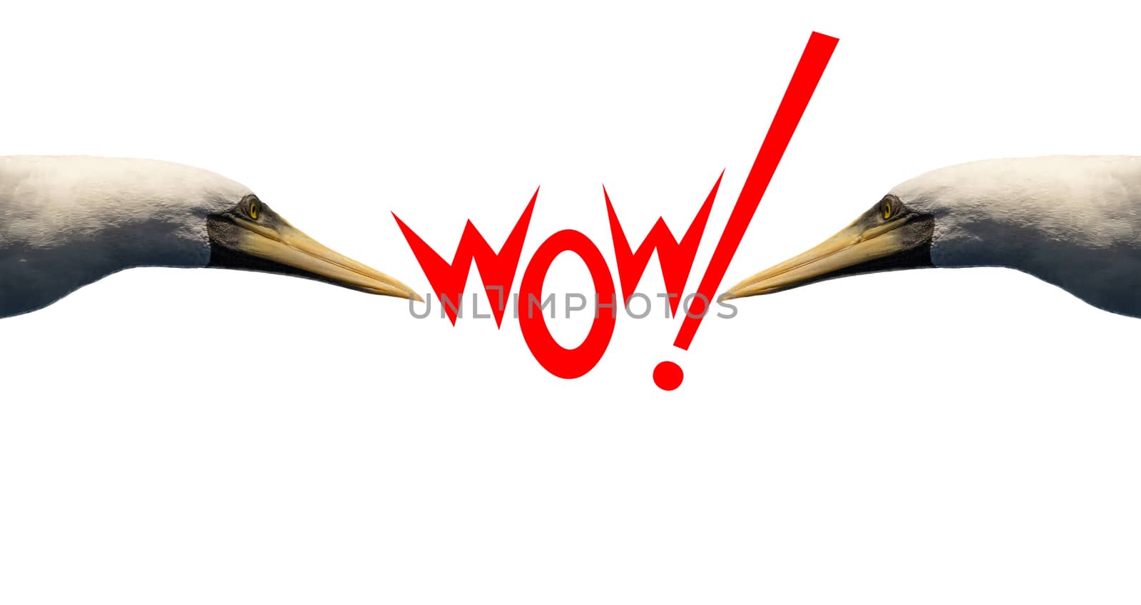 Word WOW! in red letters on white background with two birds looking at it. Isolated.
