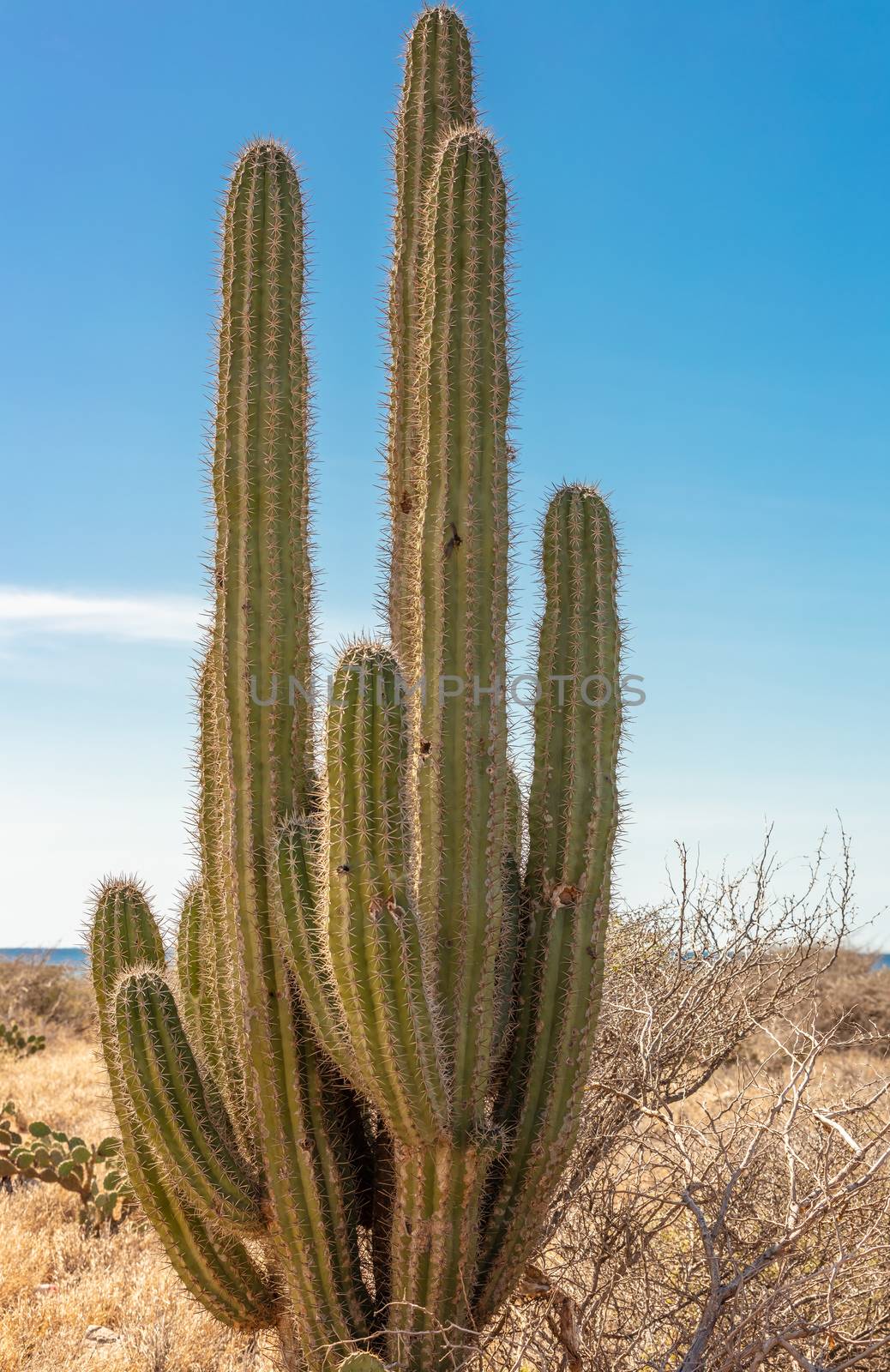 Cactus growing in dry environment in Aruba by DamantisZ