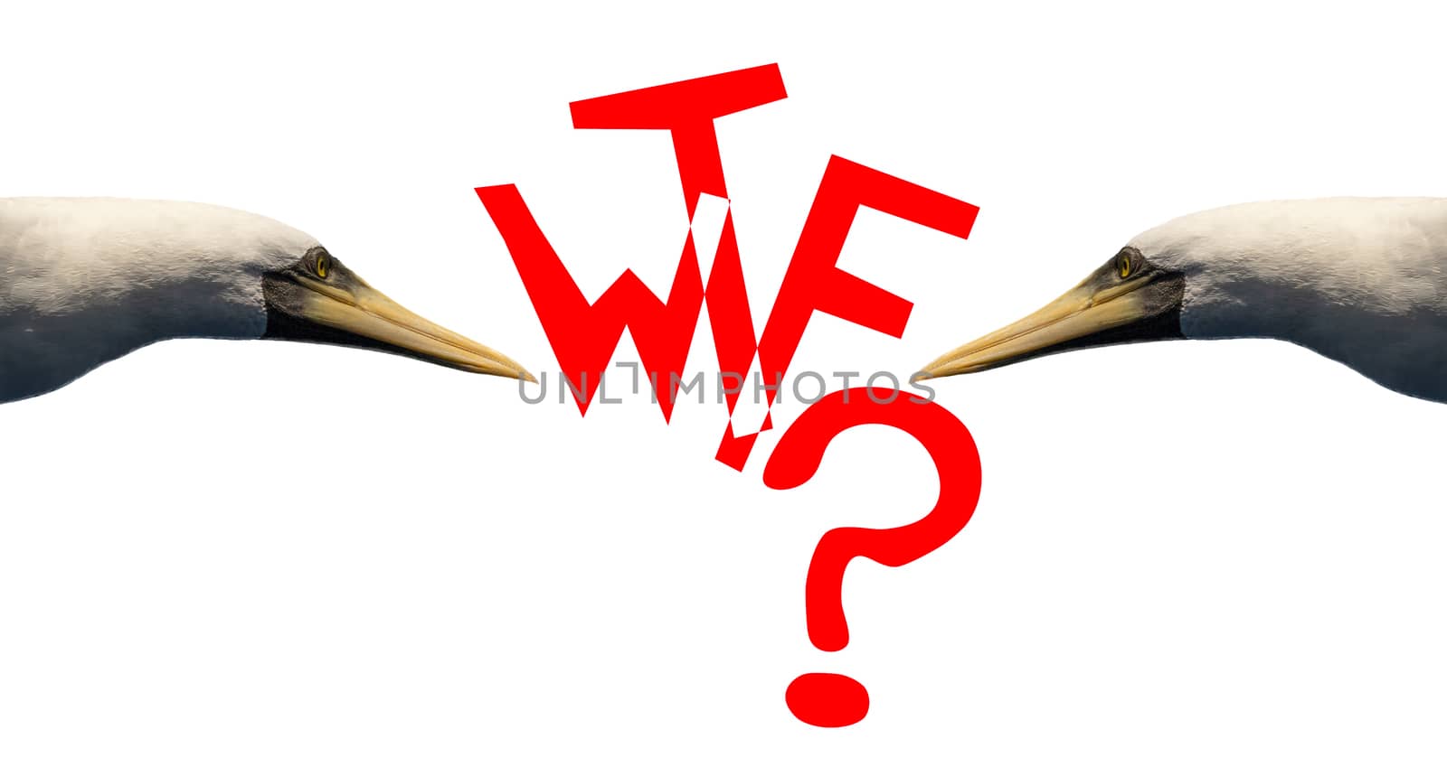 Word WTF? in red letters on white background with two birds looking at it. Isolated.