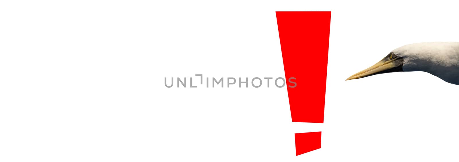 Exclamation mark in red color on white background with a bird looking at it. Isolated. Blank space on the left part of the image.