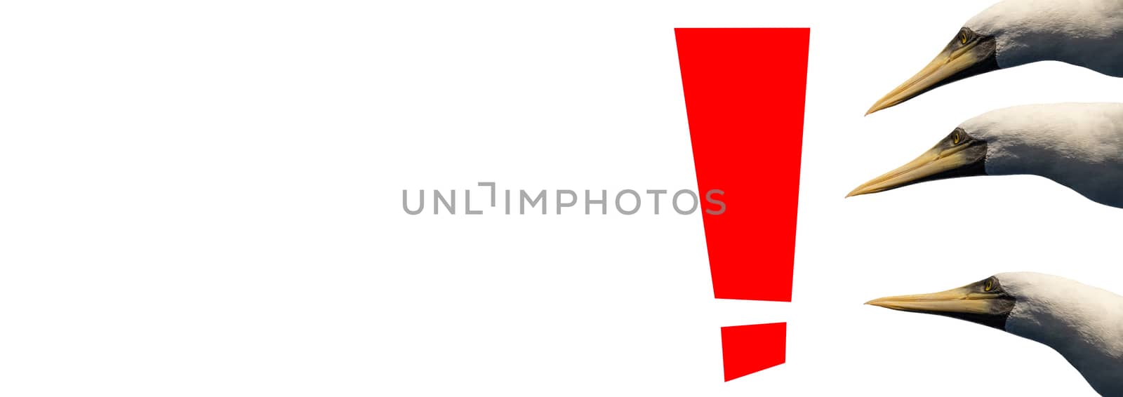 Exclamation mark in red color on white background with three birds looking at it. Isolated. Blank space on the left part of the image.