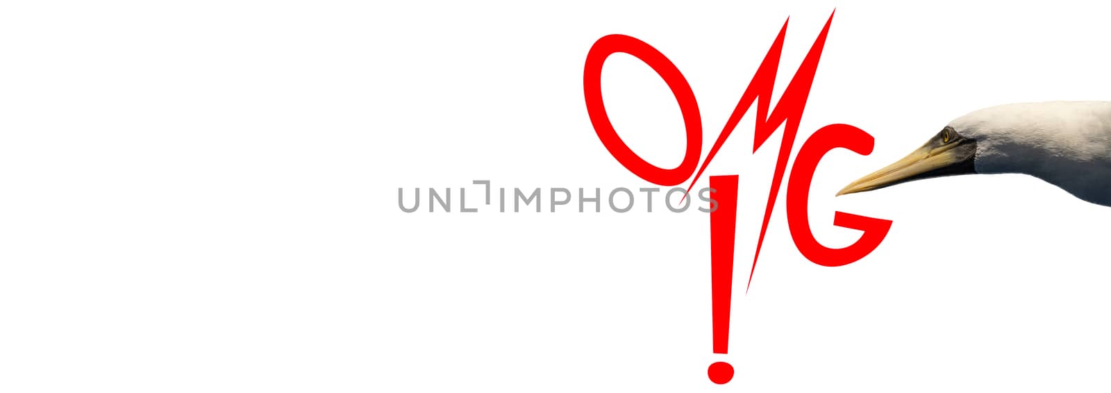 Word OMG! in red letters on white background with a bird looking at it and blank space on the left. Isolated.