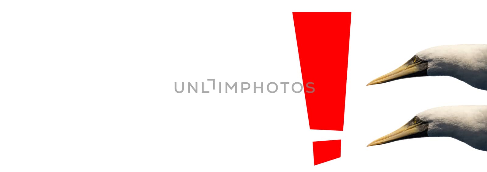 Exclamation mark in red color on white background with two birds looking at it. Isolated. Blank space on the left part of the image.