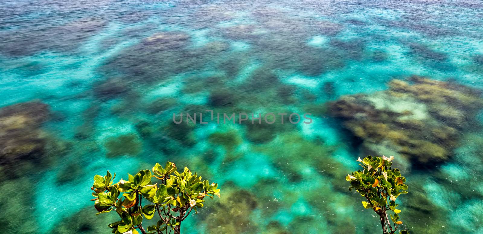 Close view of crystal clear ocean water with coral reefs underneath it and small trees above the surface