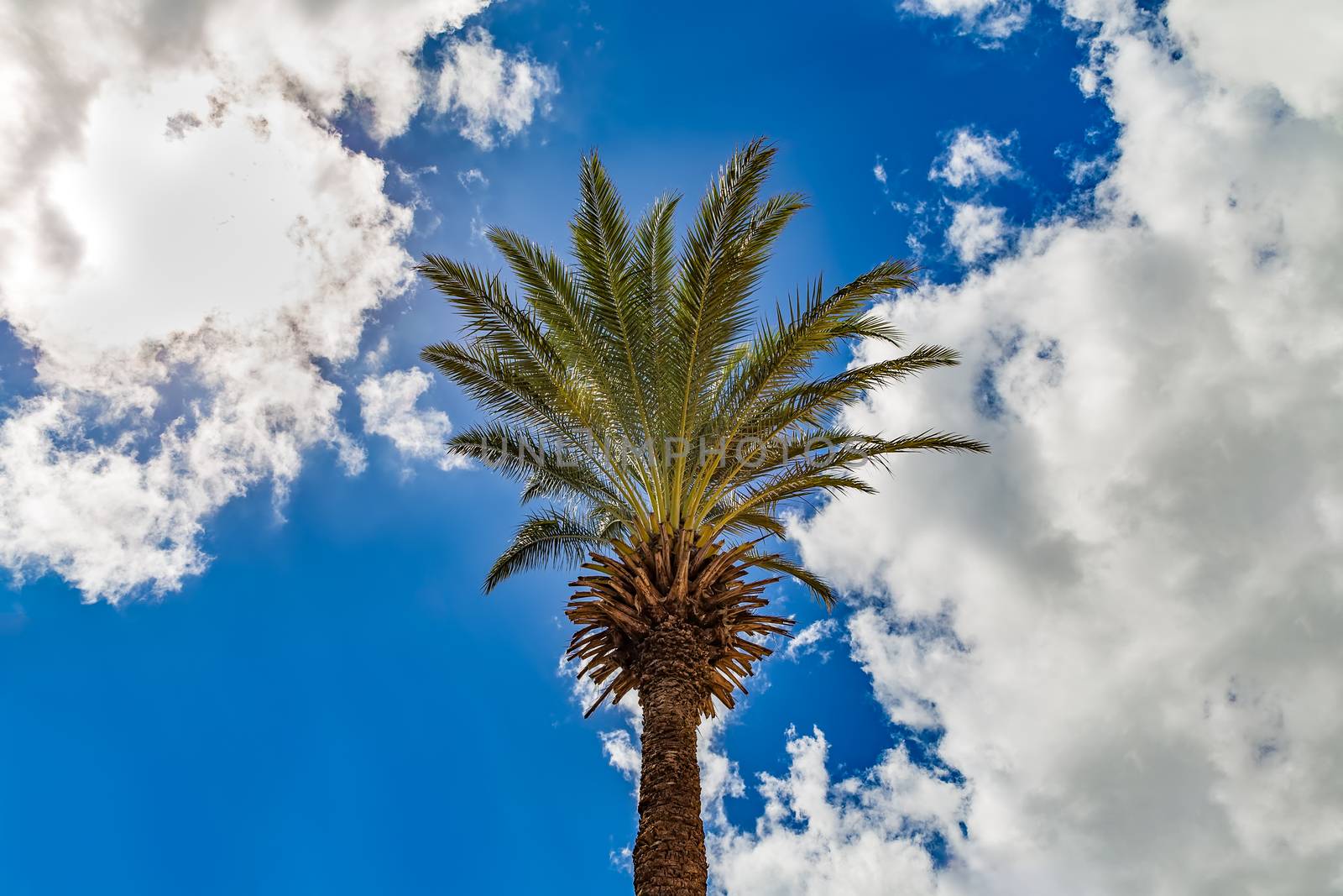 View of a lone palm tree with blue sky and clouds as a background. Caribbean Island of Curacao, Dutch Antilles.