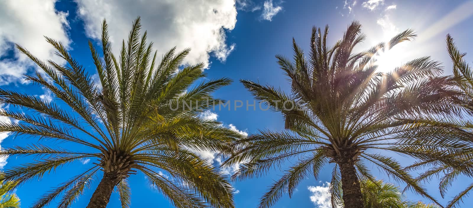 View of two palm trees from the ground up with the Sun shining through the leaves and gorgeous blue sky as a background. Caribbean Island of Curacao