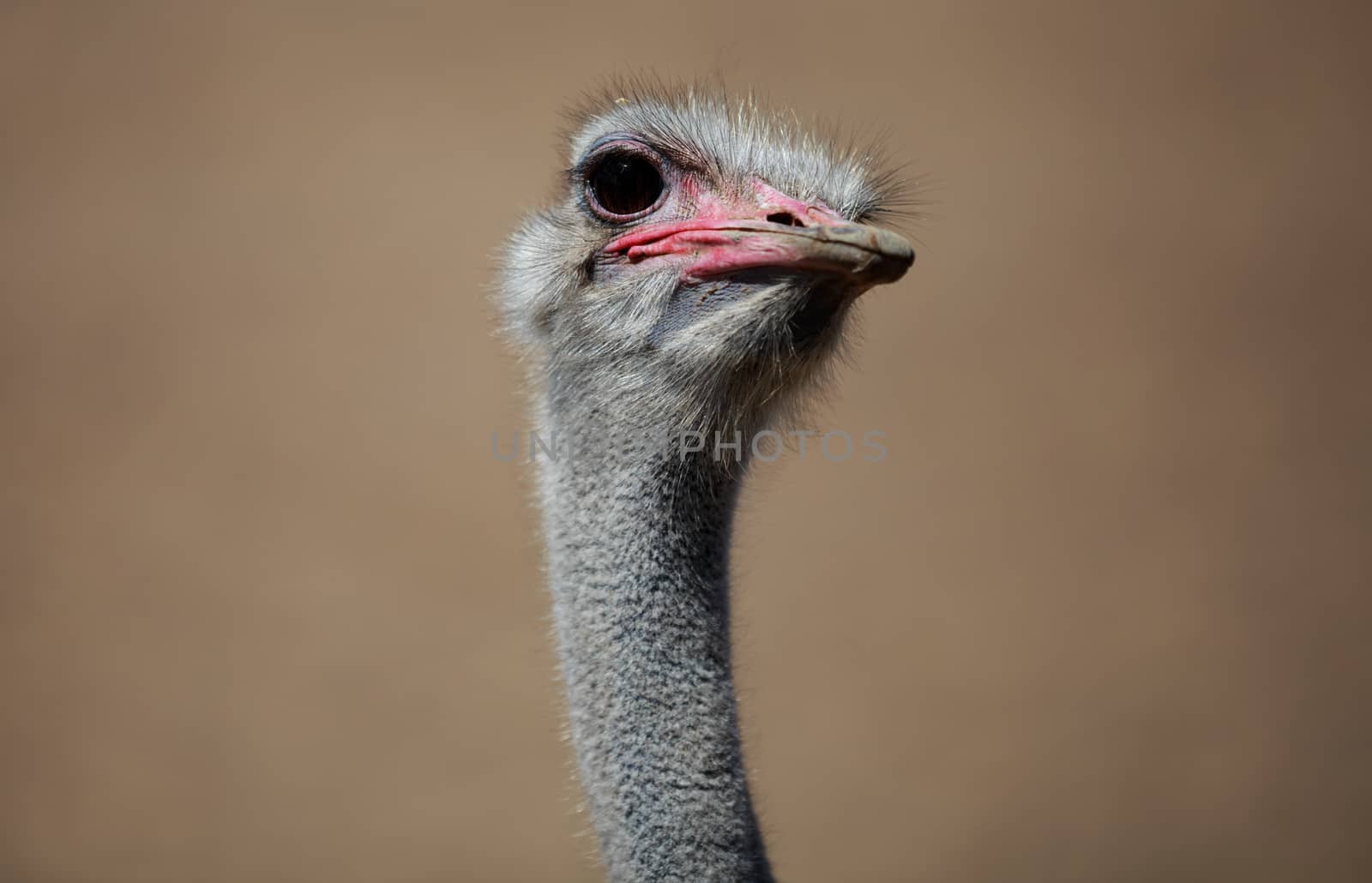 Close-up shot of an ostrich head. Blurred background.