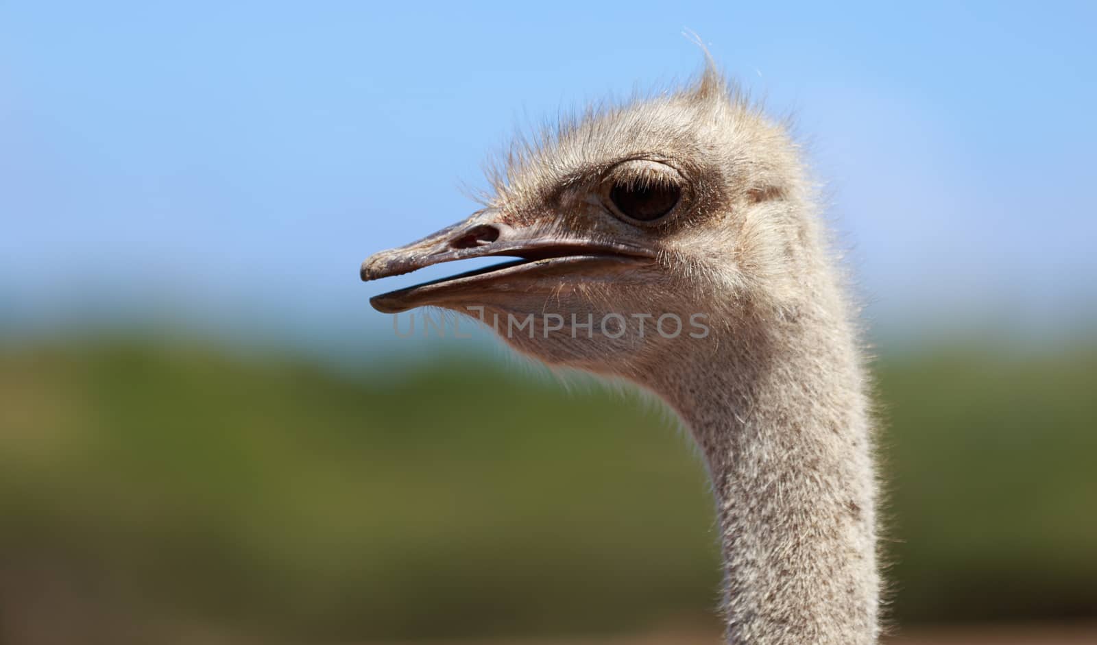 Side close-up shot of an ostrich head. Blurred background.
