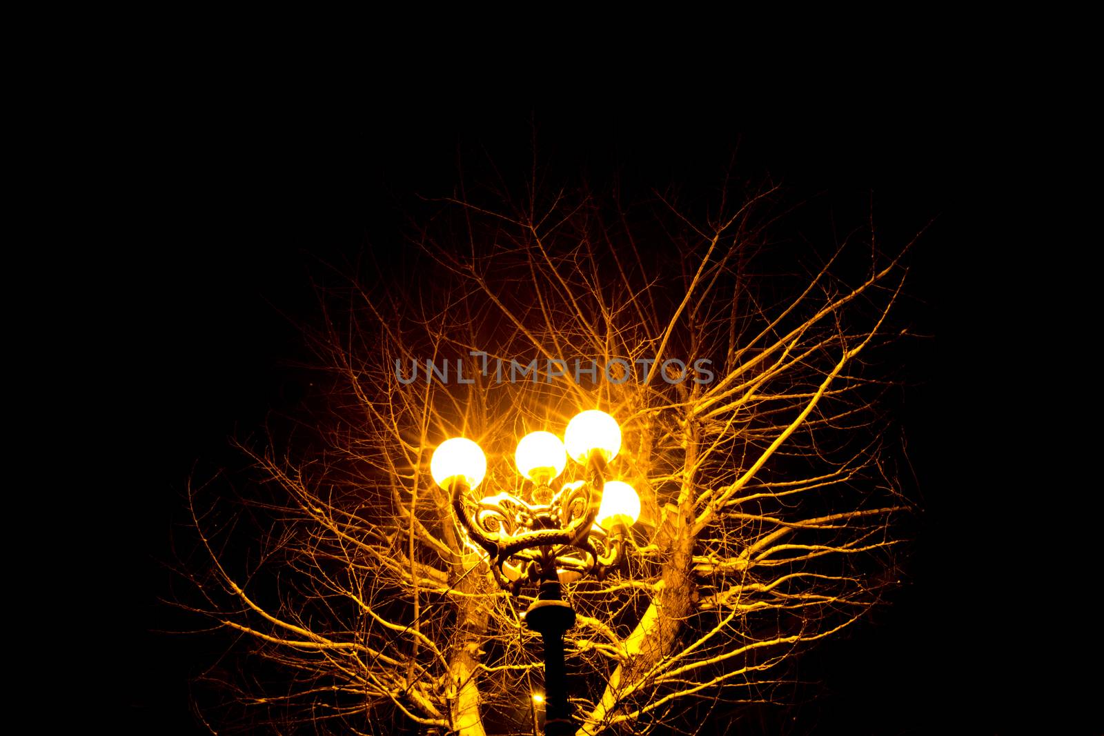 Antique yellow lantern at Night With a Tree in the Background