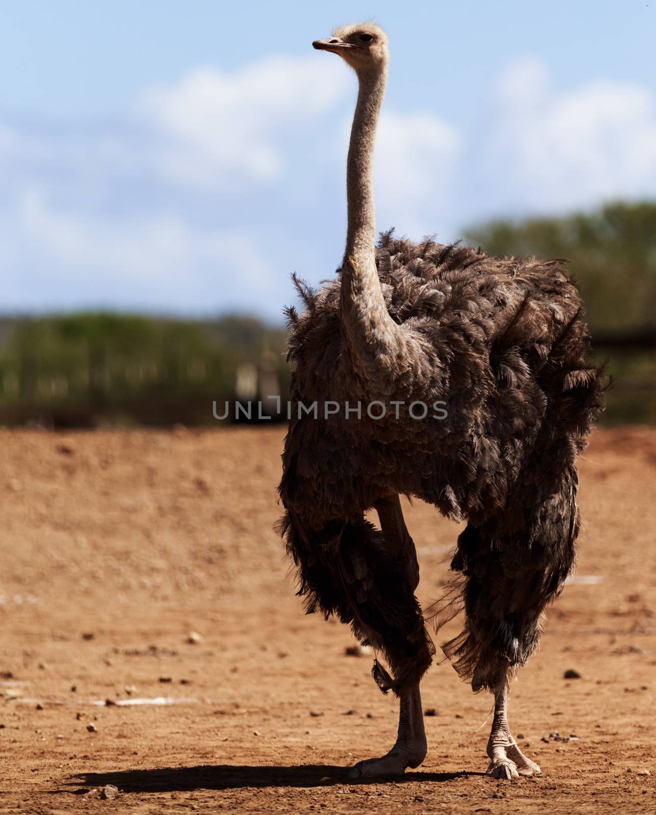 Black ostrich standing tall. Full size by DamantisZ