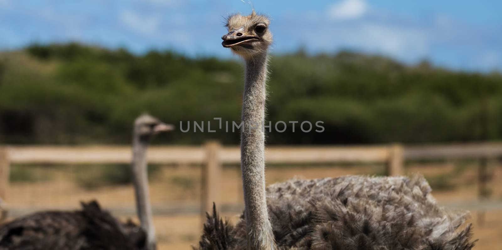 Ostriches curiously looking in opposite directions. Blue sky and trees in the blurred background