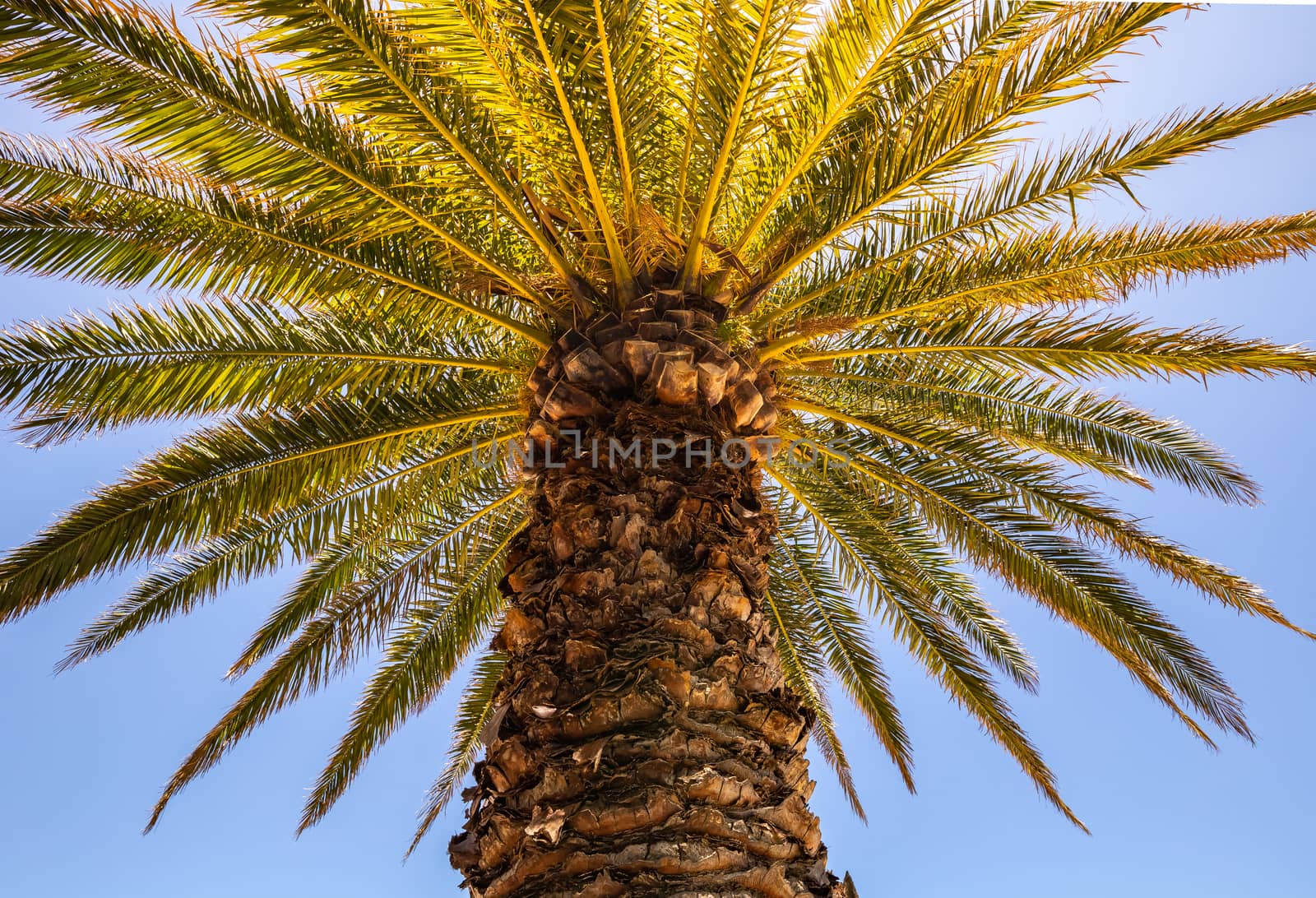 Bottom view of a palm tree with warm sunlight around it