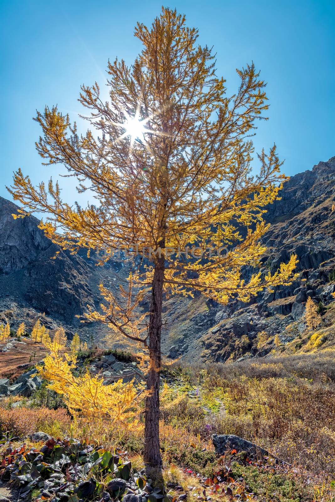 Golden tree with sun rays piercing through it by DamantisZ