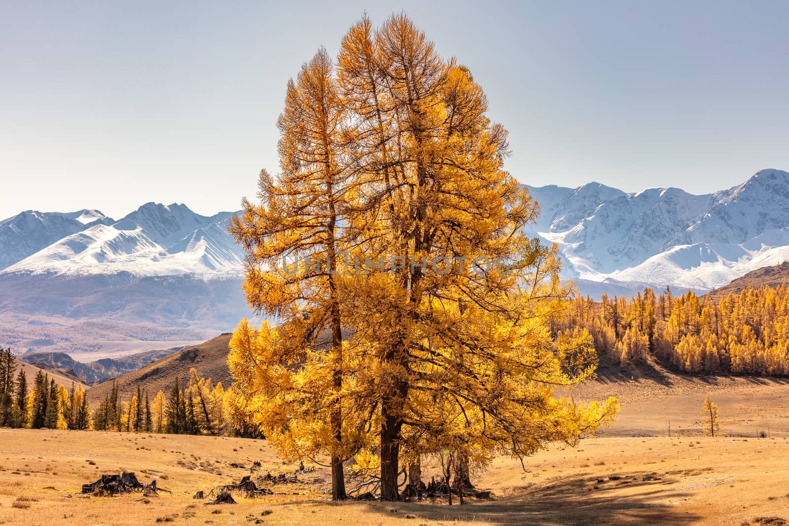 Scenic view of single tree with golden leaves standing in the field and mountains in the background. Altai mountains, Russia. Fall 2019