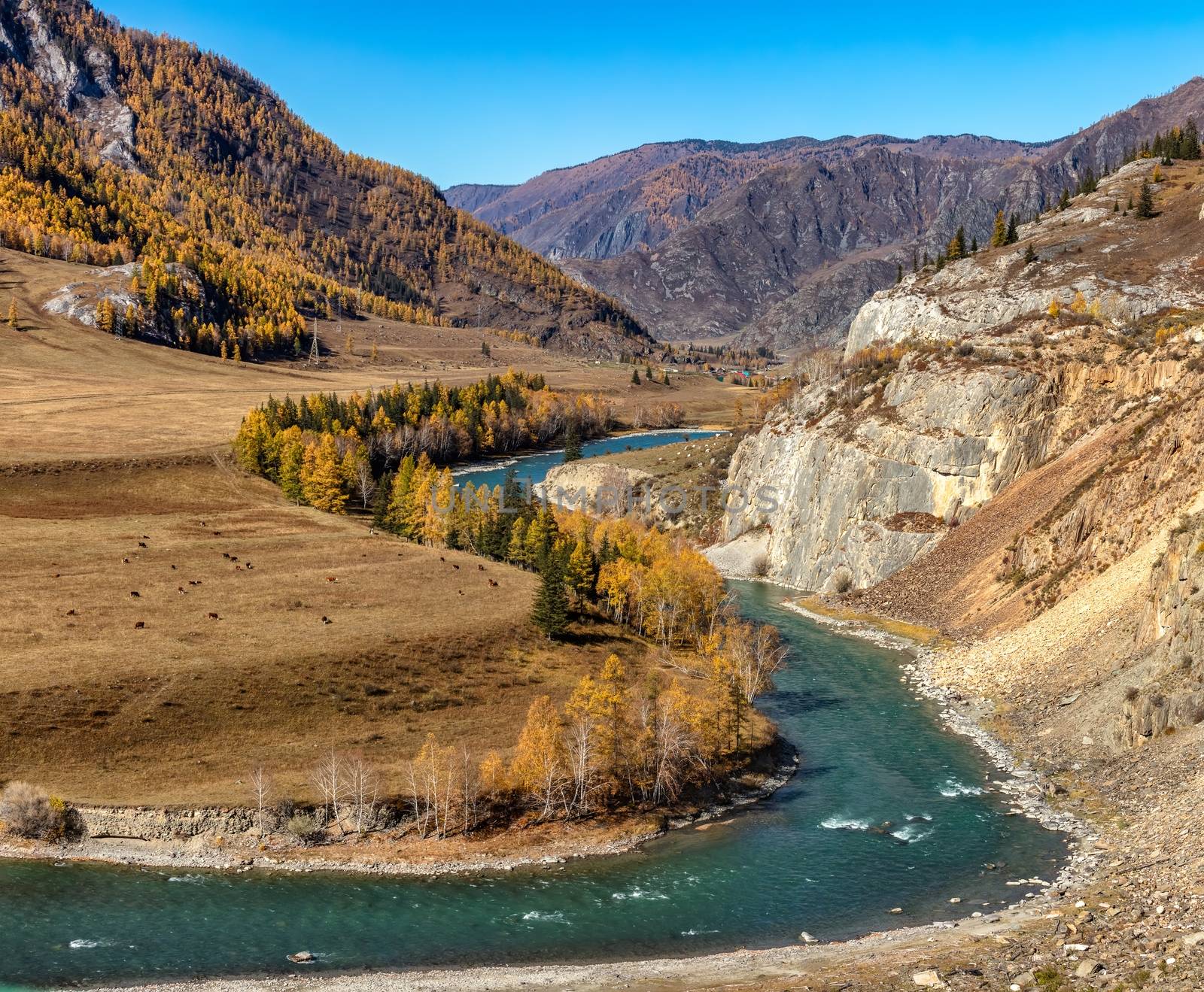 S-shaped Katun river with yellow and green trees by DamantisZ