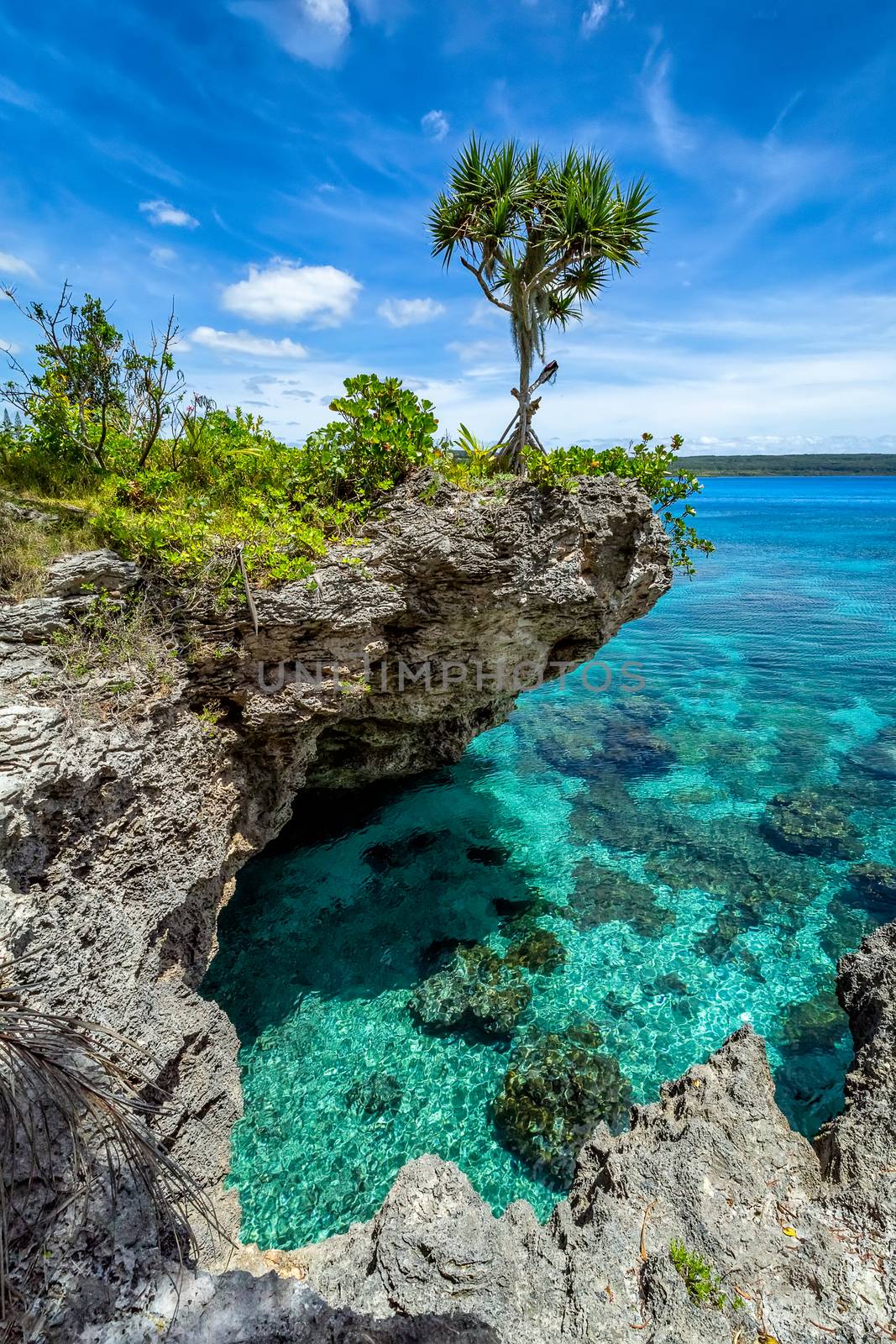 View of a single tree on top of a curved cliff with beautiful turquoise waters on the Island of Mare, New Caledonia
