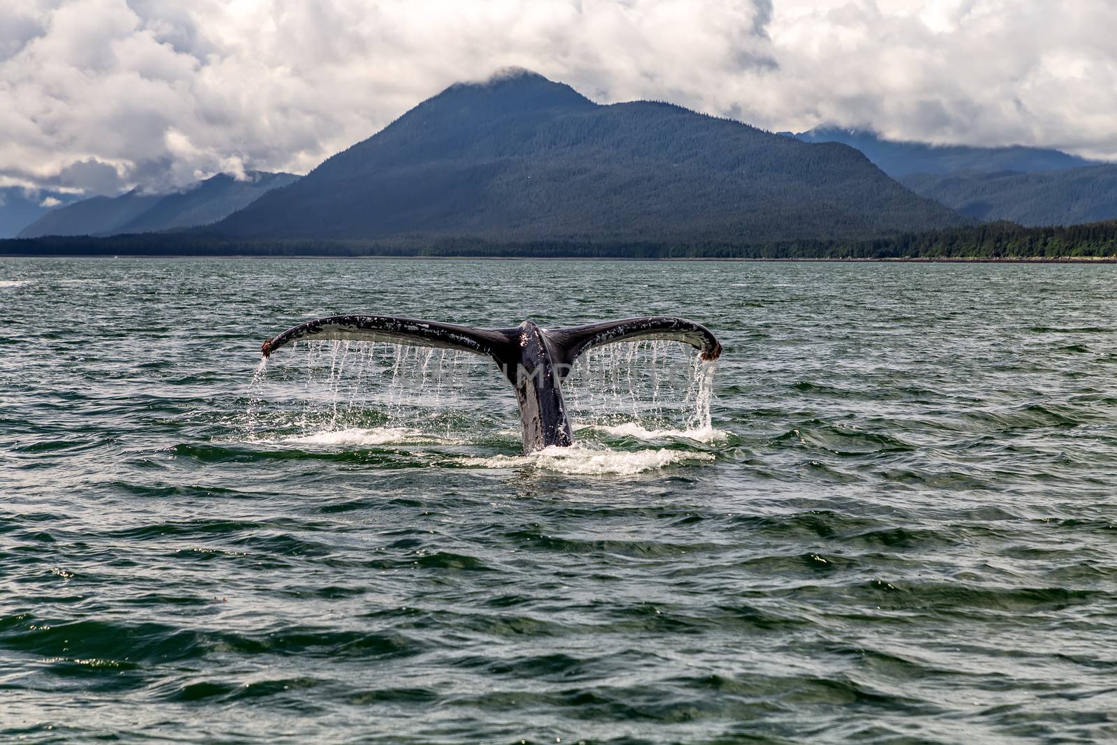 Whale's fin rising out of the water in Alaska