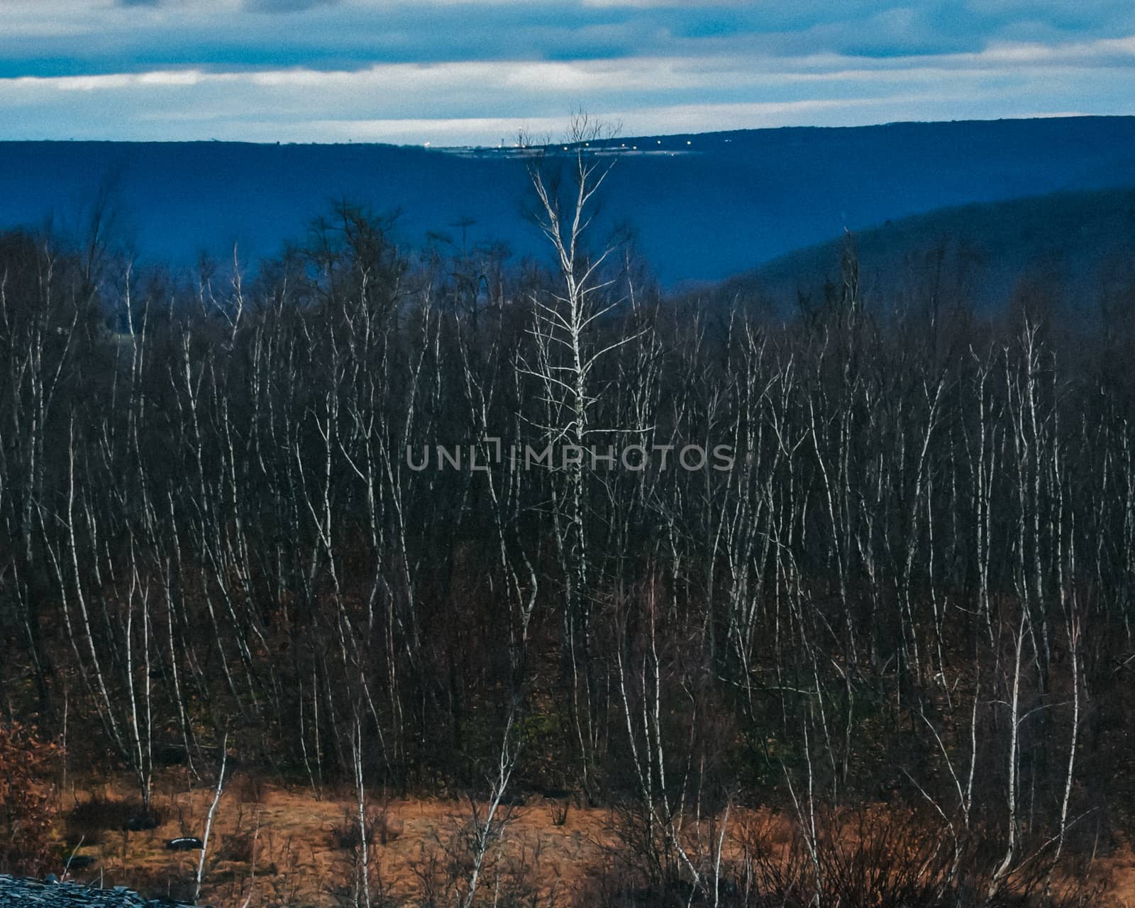 The View From Atop of a Mountain Into a Dead Forest With Bare Trees