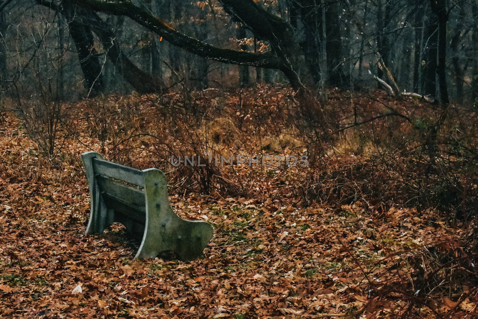 A Concrete and Wood Bench With Moss Growing on it in an Autumn Forest