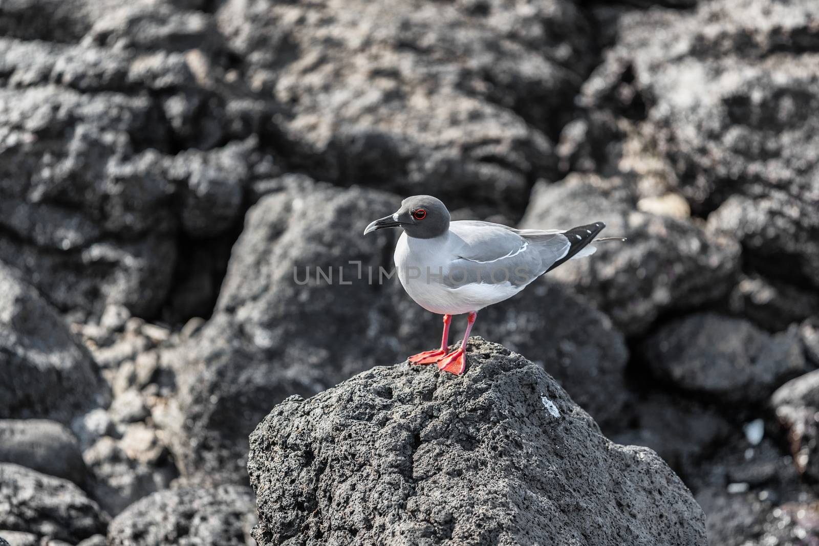 Galapagos Islands Swallow-tailed by Maridav