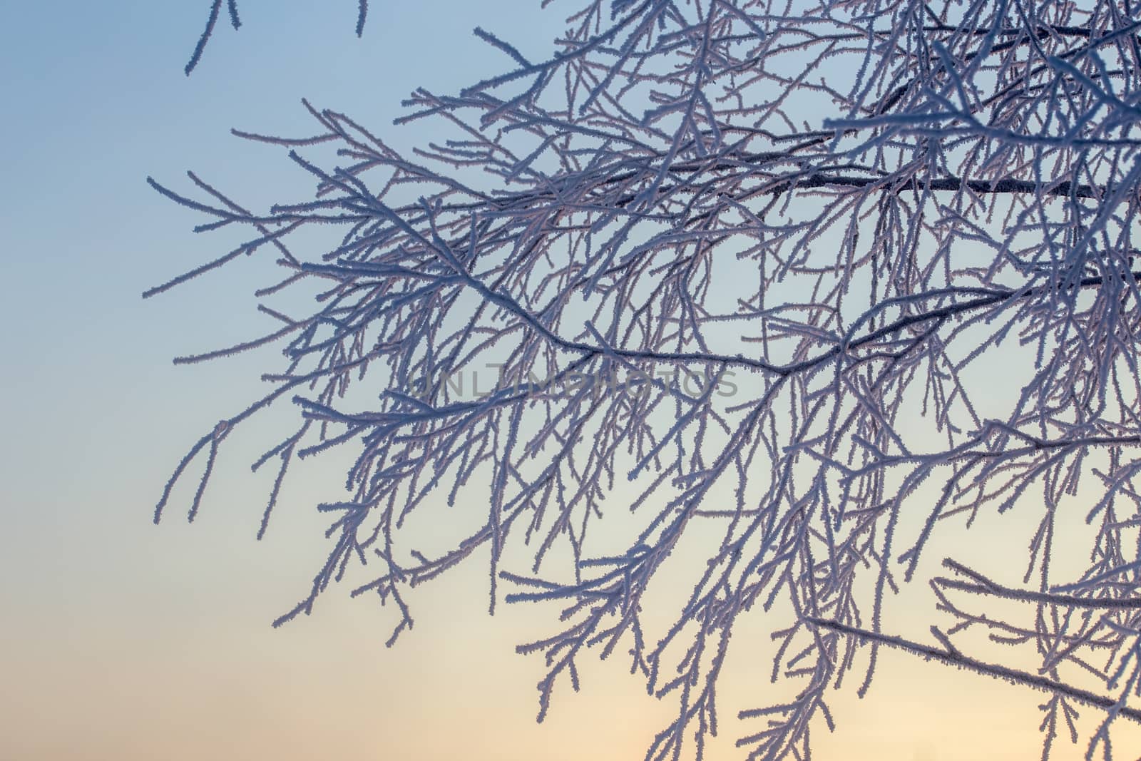 frosty branches over sky selective focus dlur tone background