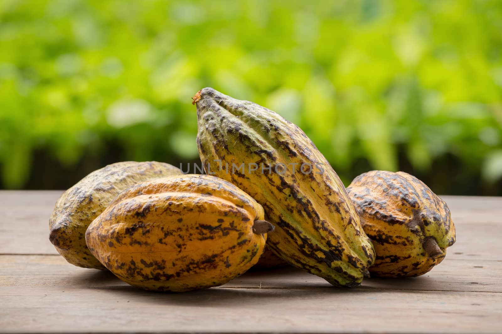 Raw Cocoa beans and cocoa pod on a wooden surface.