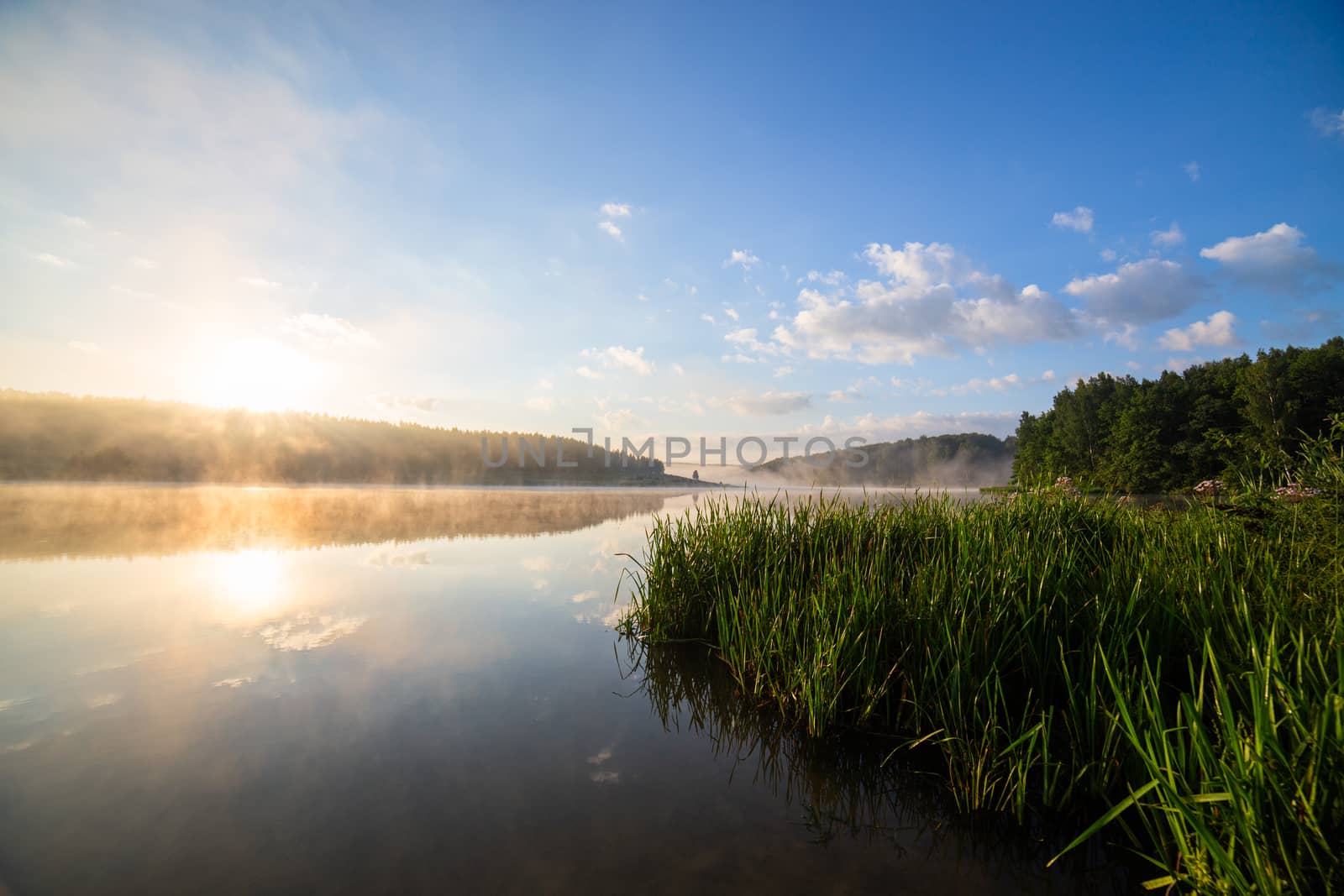 foggy lakeside at summer sunrise with tall grass in foreground