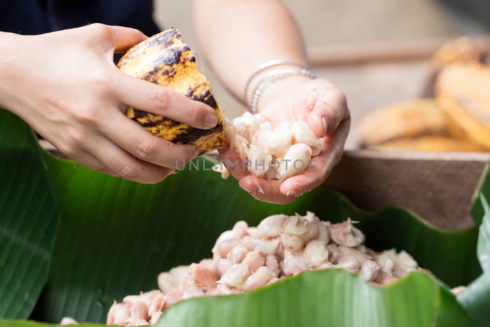 Fresh cocoa beans in the hand of a farmer.