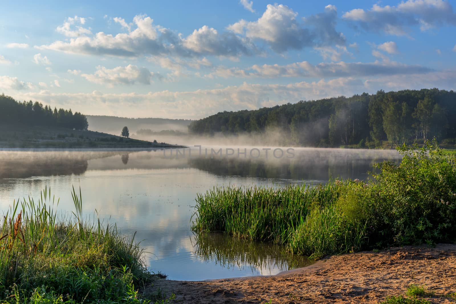 foggy lakeside at summer sunrise with tall grass in foreground