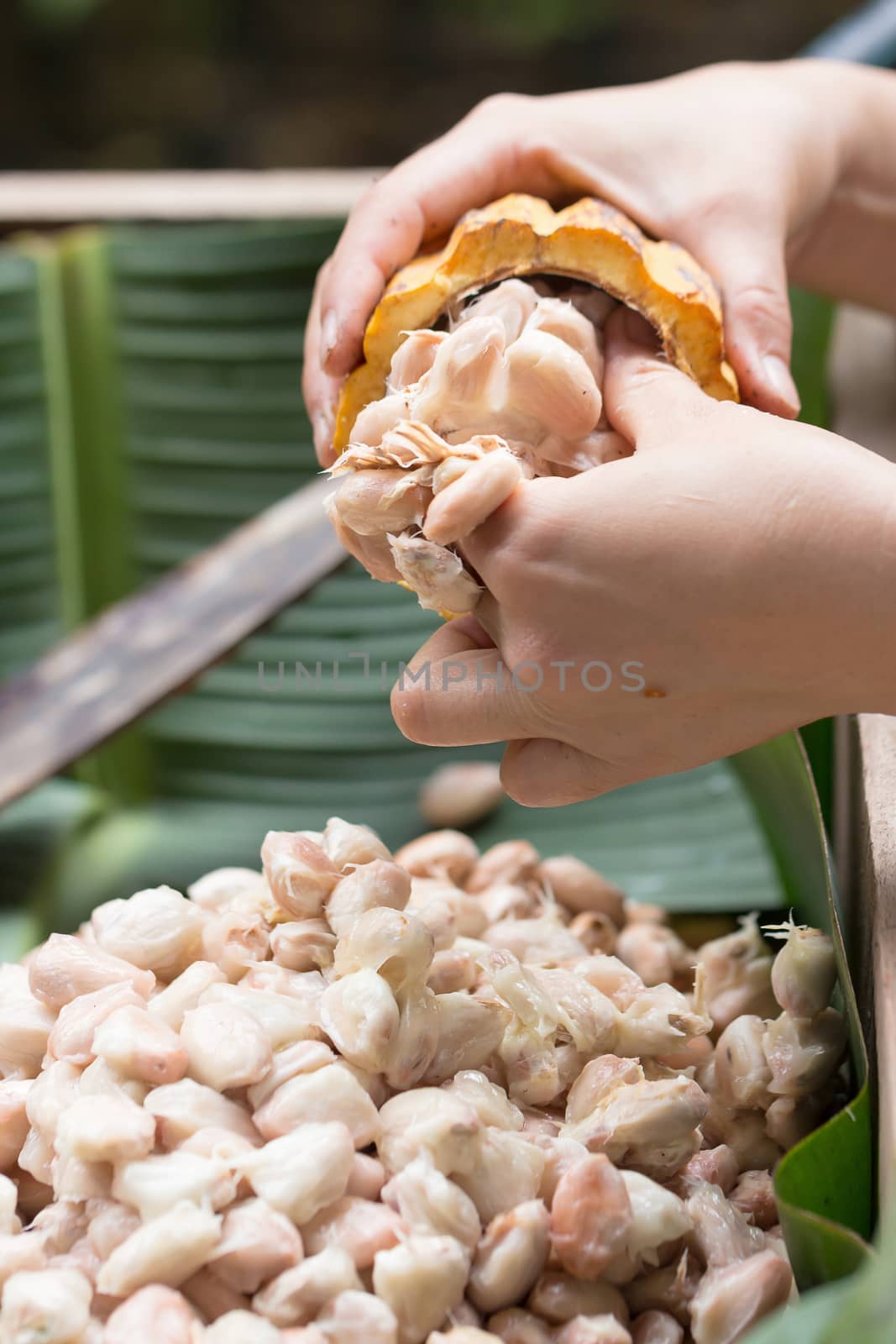 Fresh cocoa beans in the hand of a farmer.