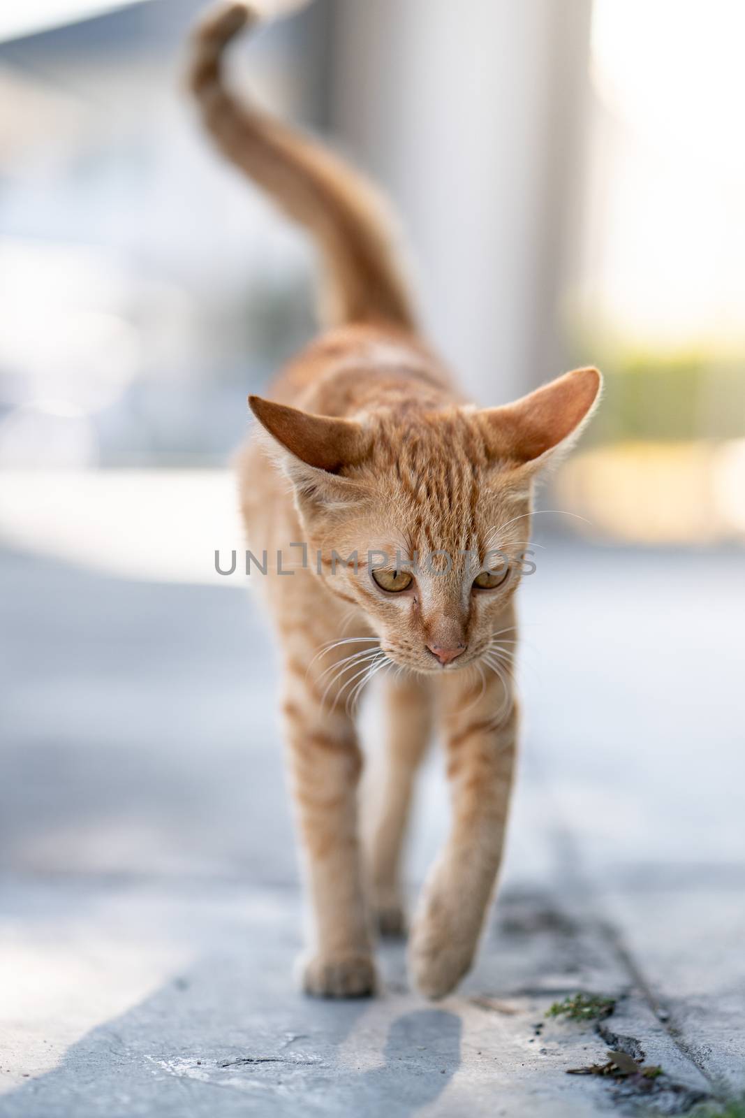 Orange cat walking towards camera.