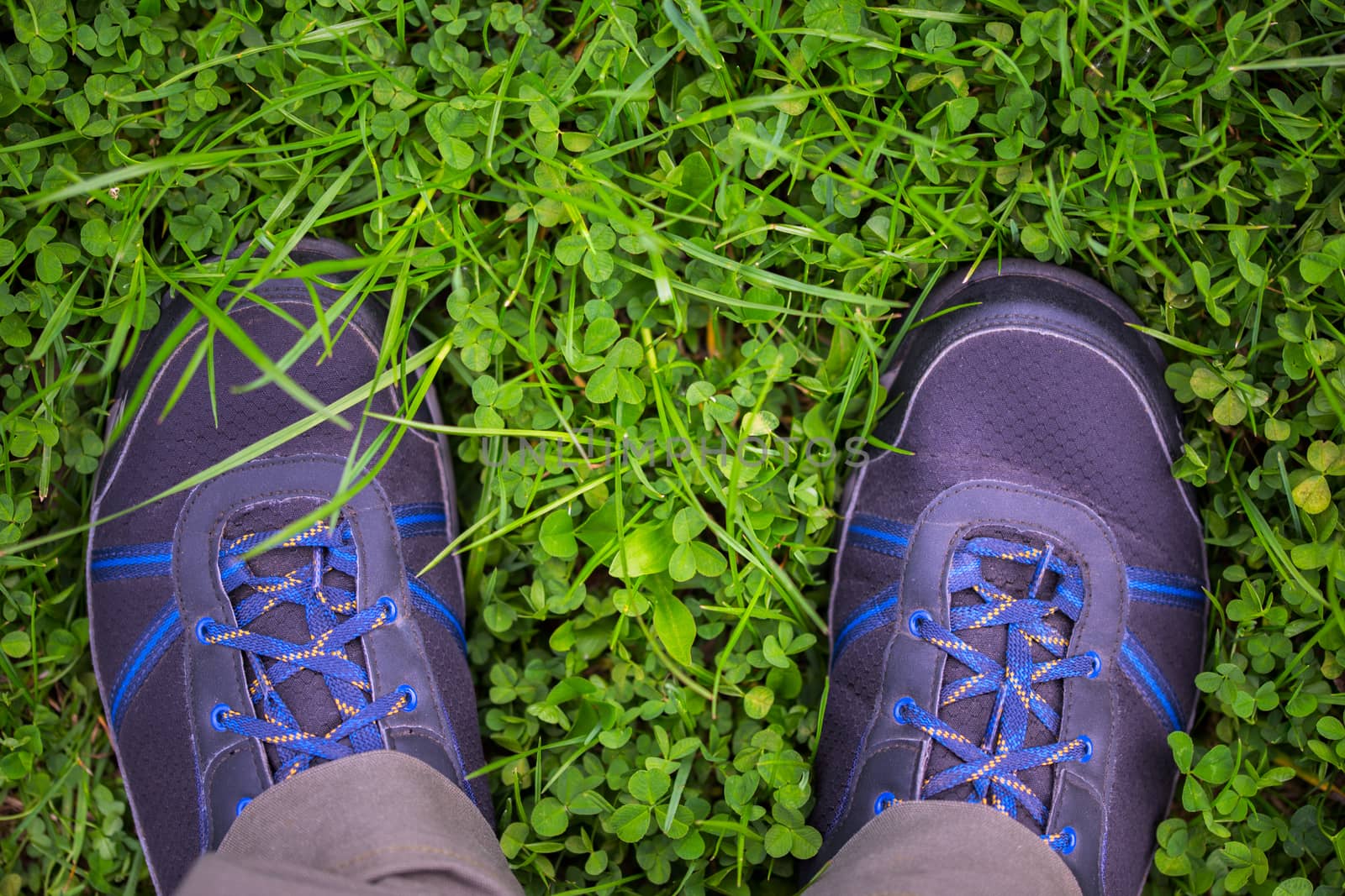 legs in outdoor shoes on clover grass field closeup with selective focus