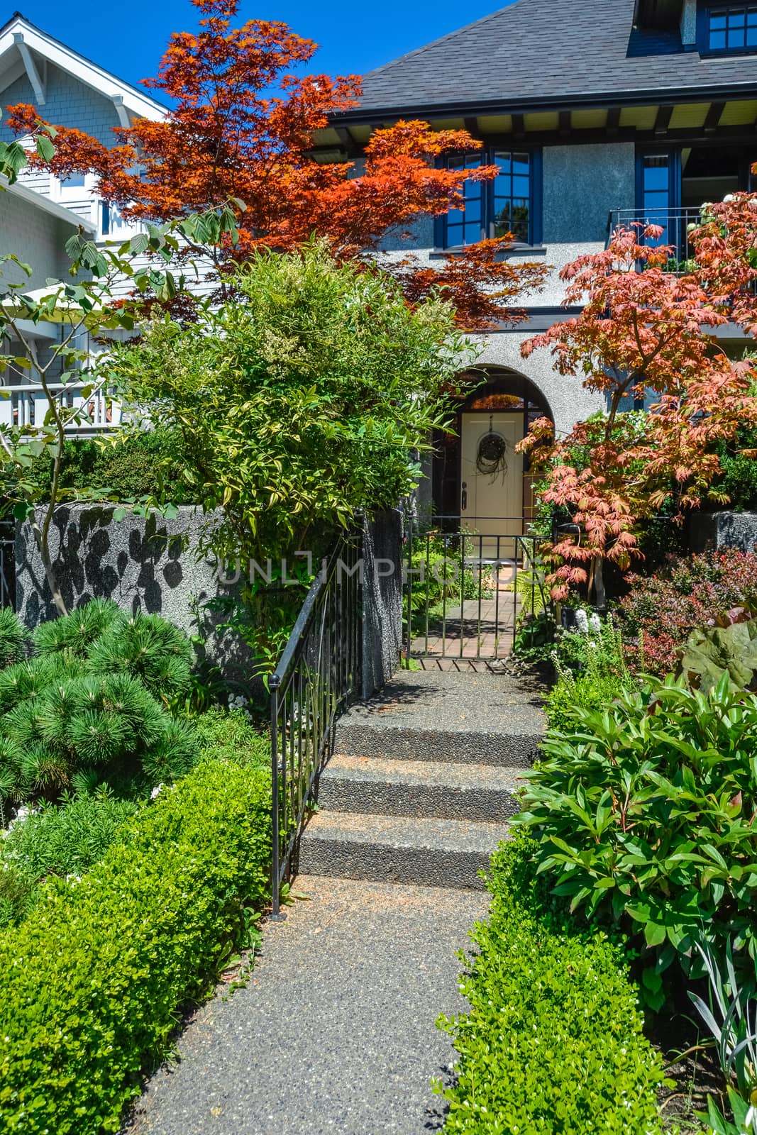Concrete pathway to residential house entrance over landscaped front yard with red maple by side