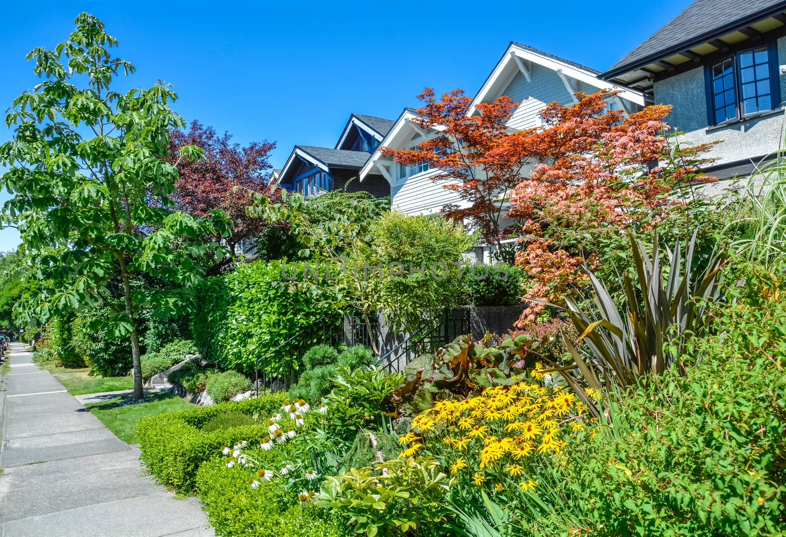 Delicately landscaped front yard of residential houses