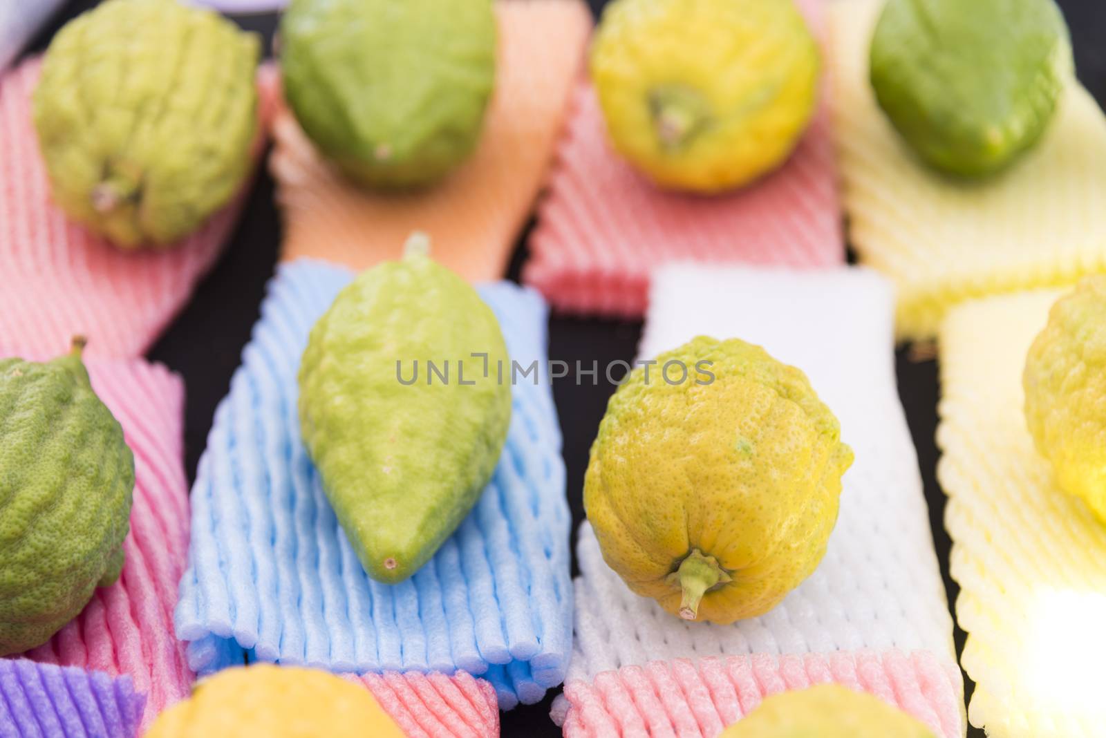 Sukkot four species festival. Etrog citrus on a colorful background. High quality photo