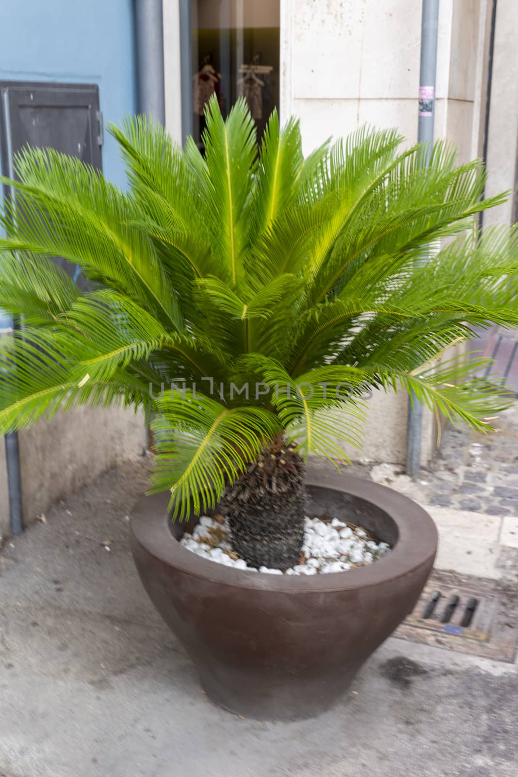 small palm on a vase as a shop display