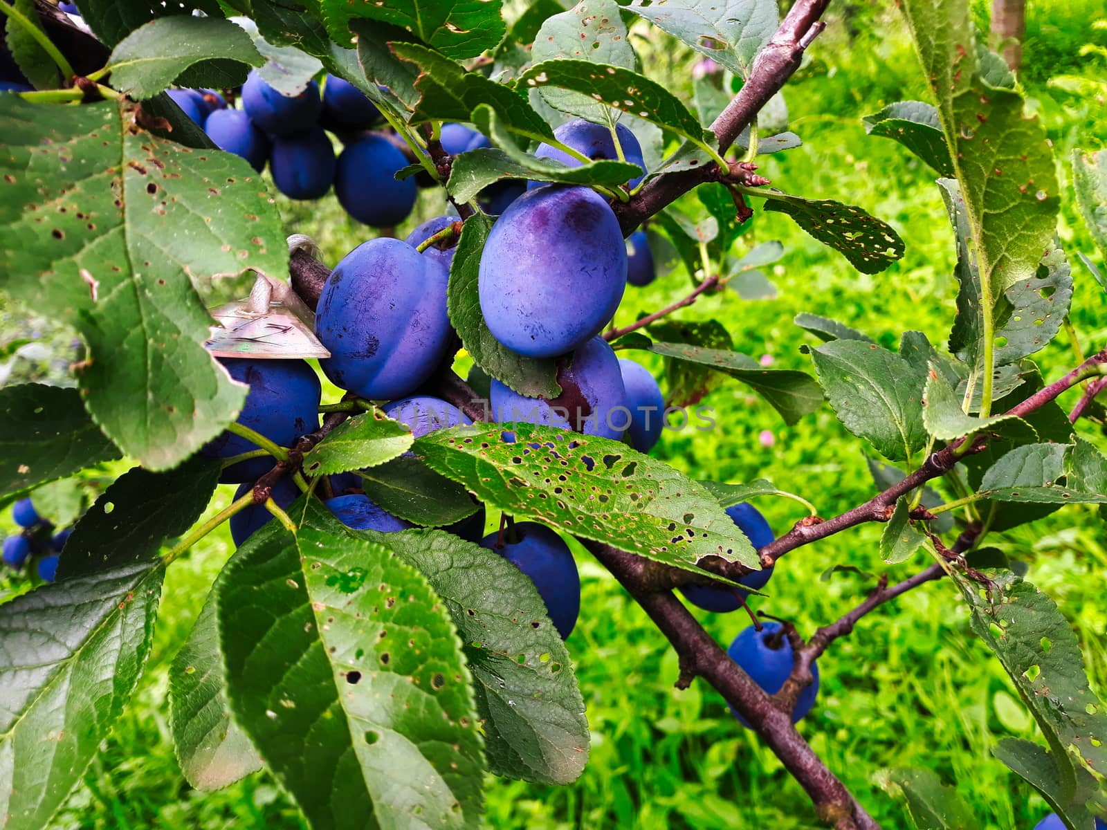 Blue, ripe plum fruits on a branch with leaves on the tree, plums almost ready to harvest. by mahirrov