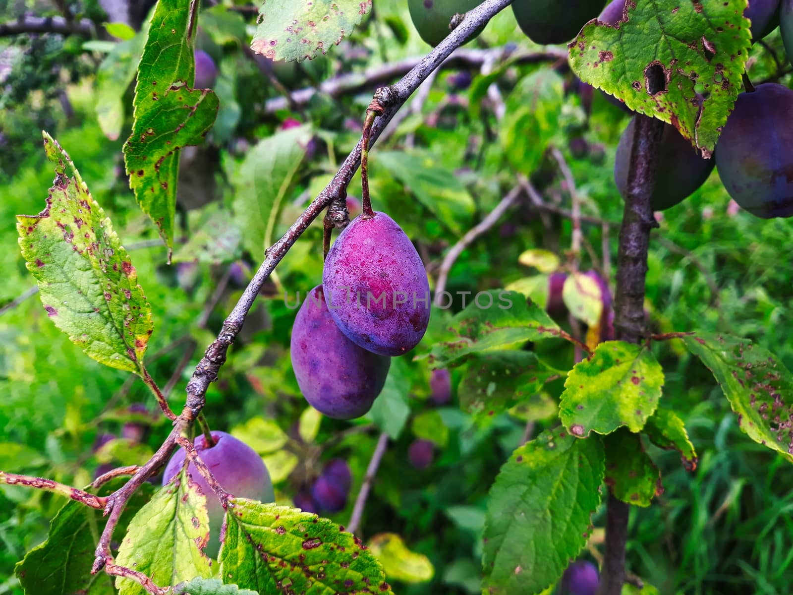 Two ripe plums on a branch. Purple plums. Zavidovici, Bosnia and Herzegovina.